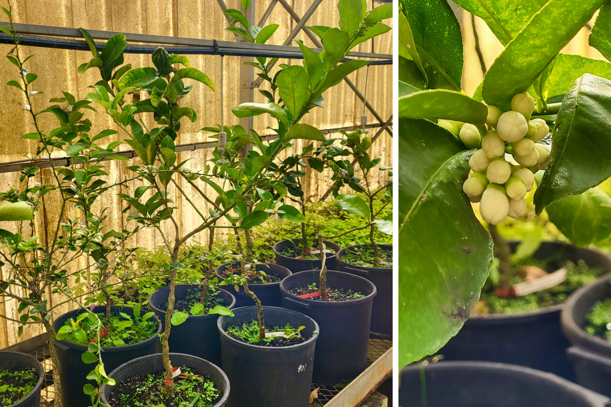 Acclimatation des nouveaux plants d'agrumes dans les serres de l'IAC (cédrat main de Bouddha à gauche, floraison du citron caviar à droite). © IAC
